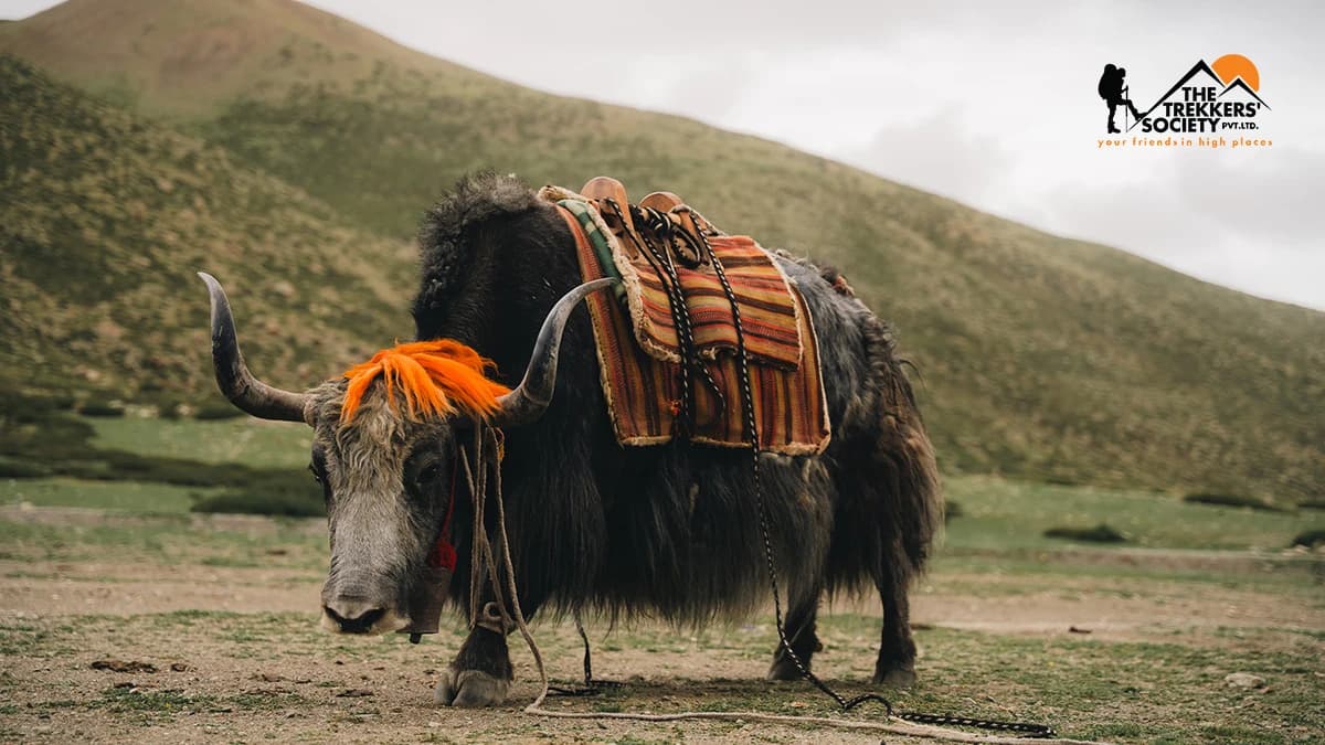 tibetian-yak