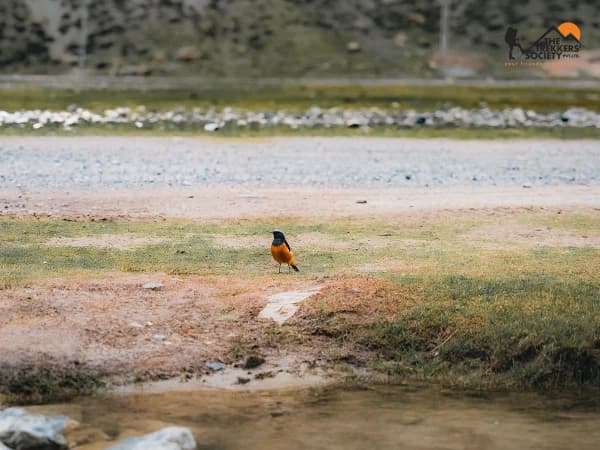 The daurian redstart phoenicurus auroreus
